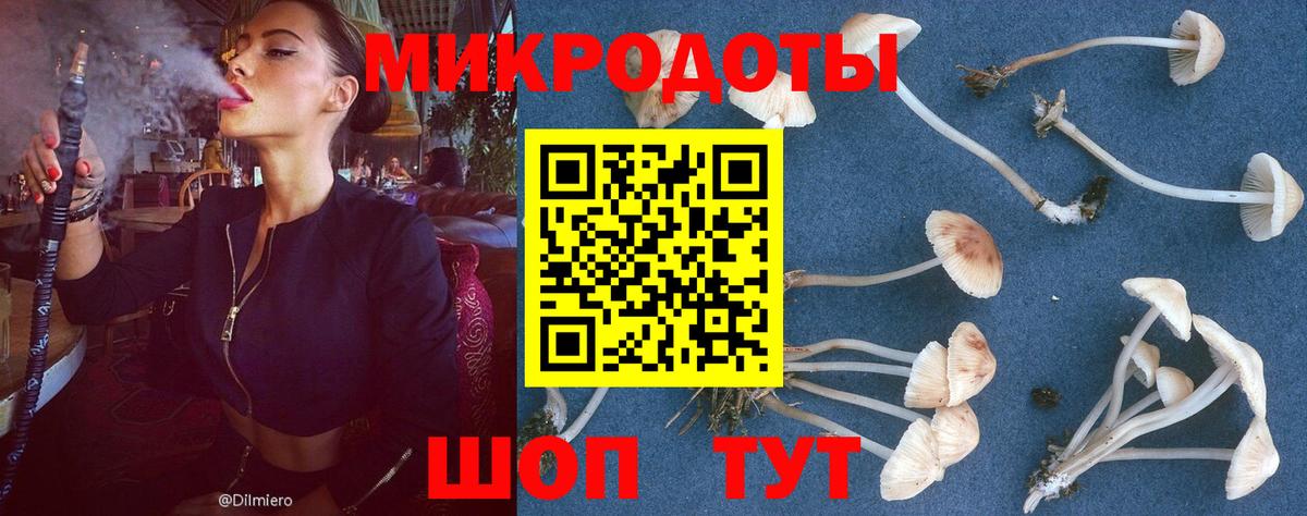 Псилоцибиновые грибы Psilocybe Югорск